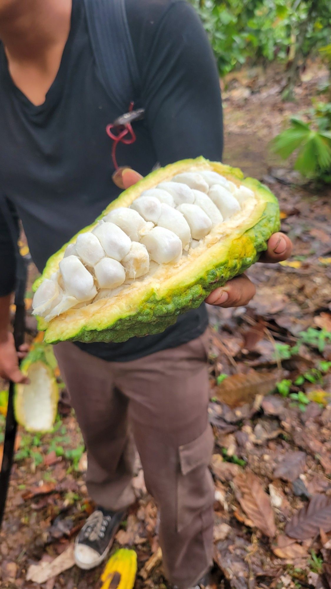 A cacao pod cut open to show rows of white, fruit-covered cacao seeds