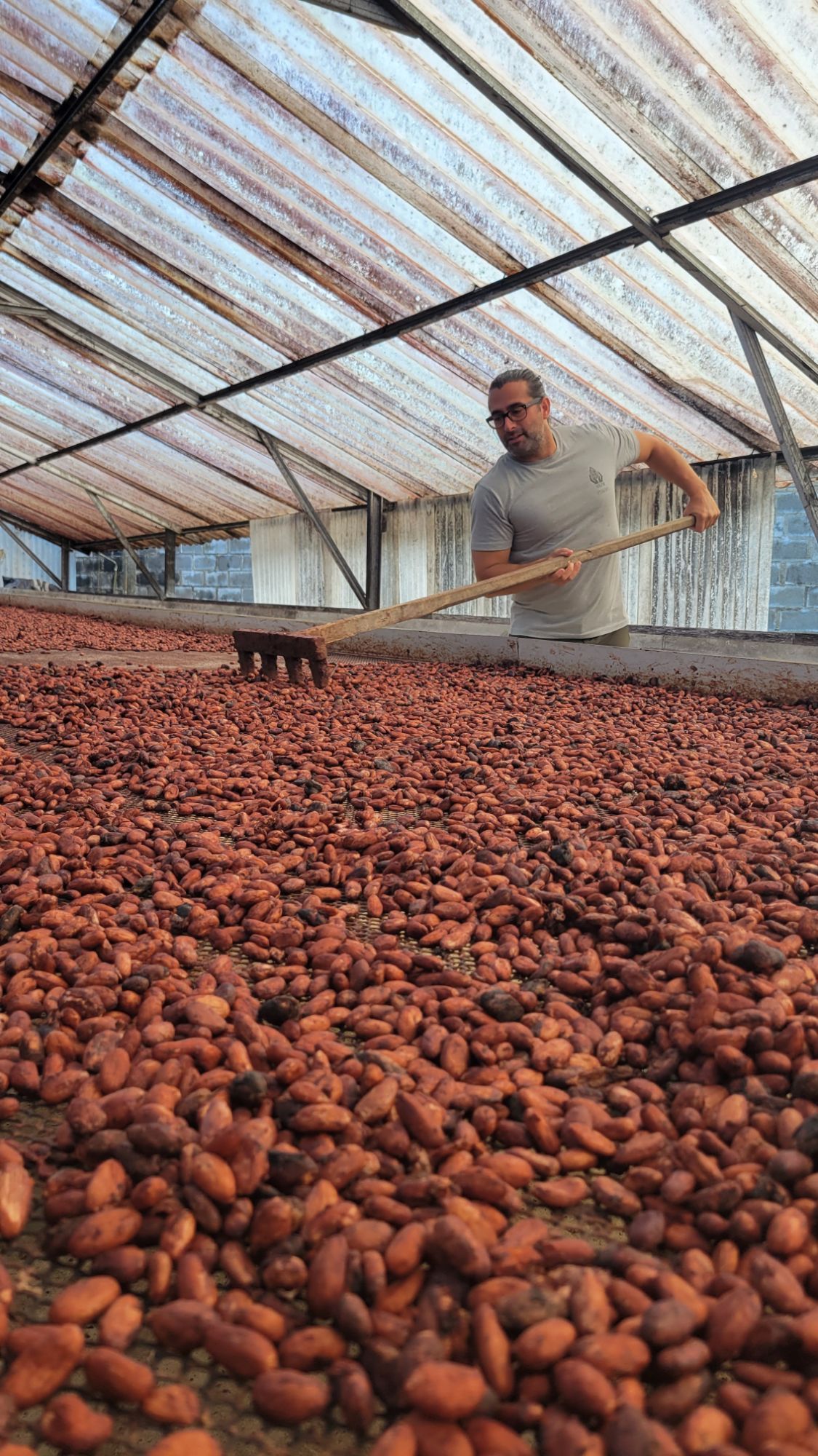 A man raking cacao beans spread out to dry on a long drying bed under a translucent roof
