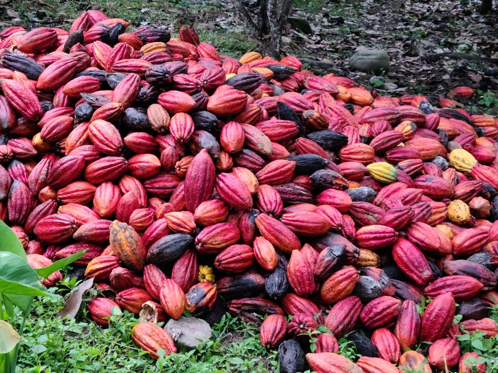 A large pile of freshly harvested cacao pods in red, orange, yellow, and deep purple on the floor of a cacao grove