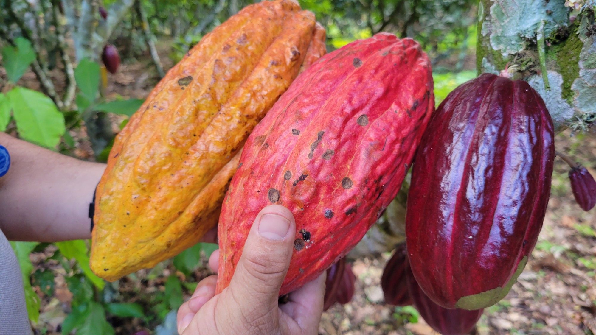 A hand holding three ripe cacao pods side by side: one yellow-orange, one red, and one deep purple, with a cacao grove behind