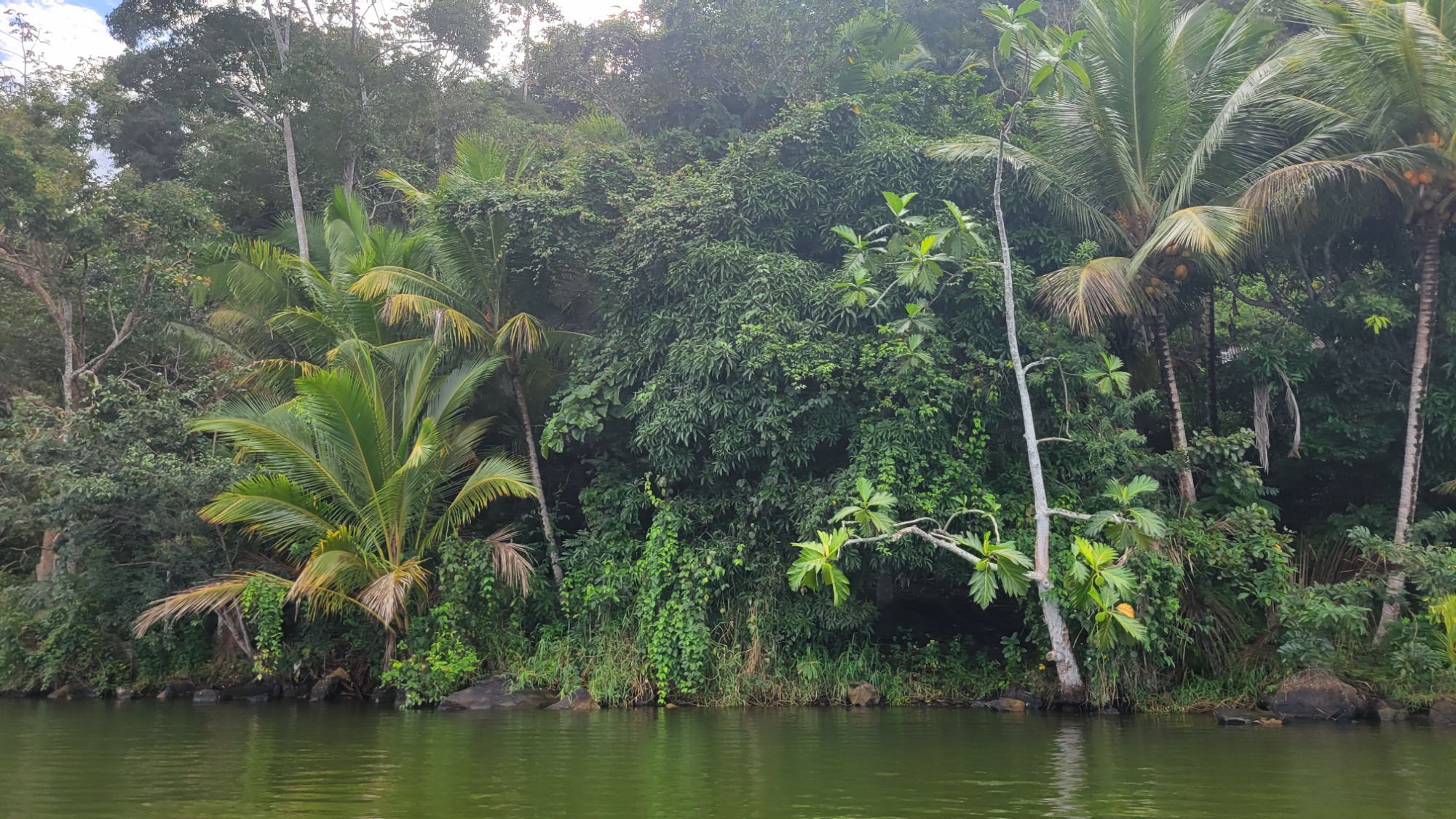 A green river bank thick with palms and tropical trees under a bright sky