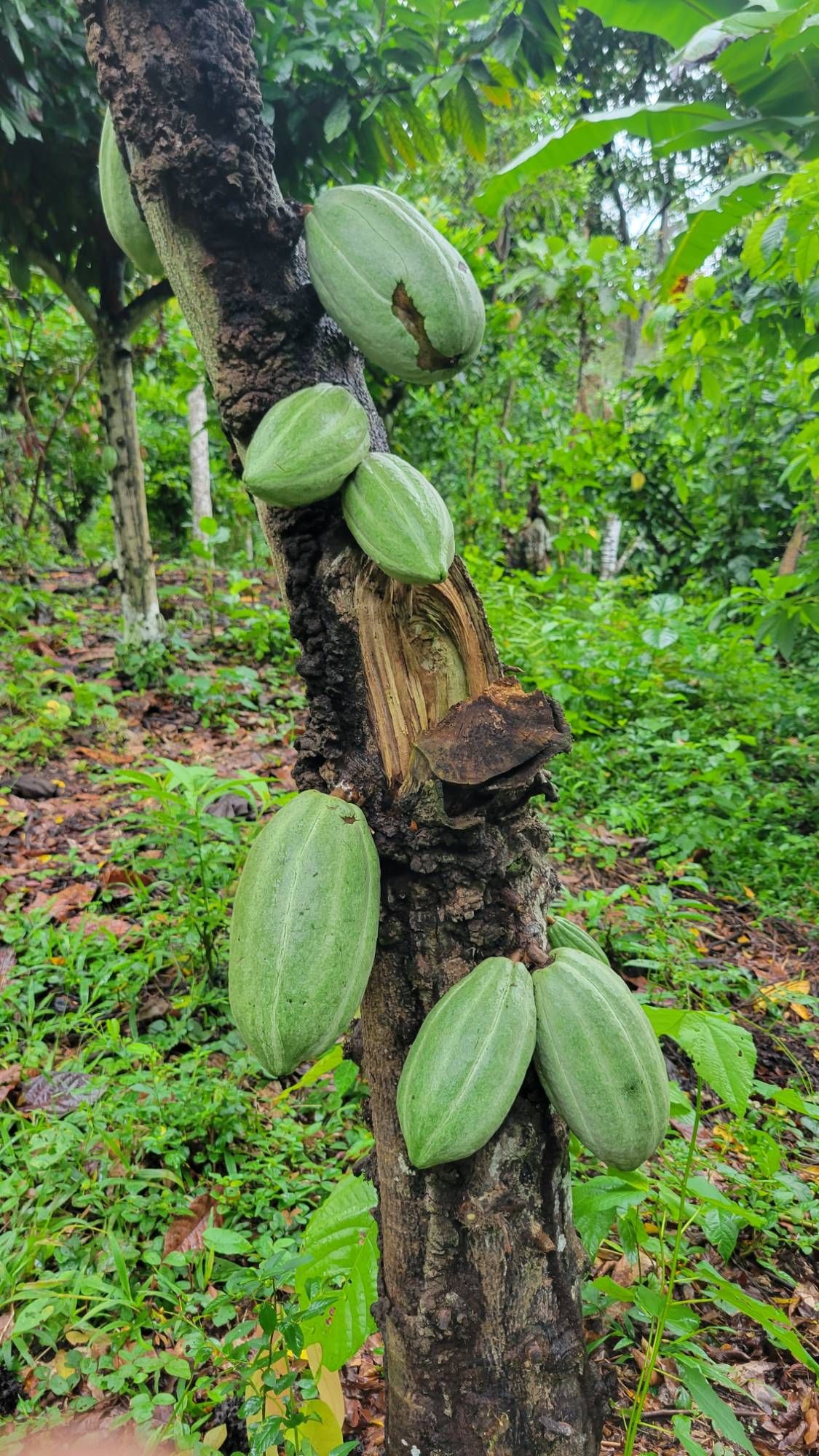 Green cacao pods growing straight from the trunk of a cacao tree in a shaded grove